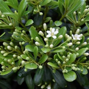 Pittosporum tobira 'Nanum' ---